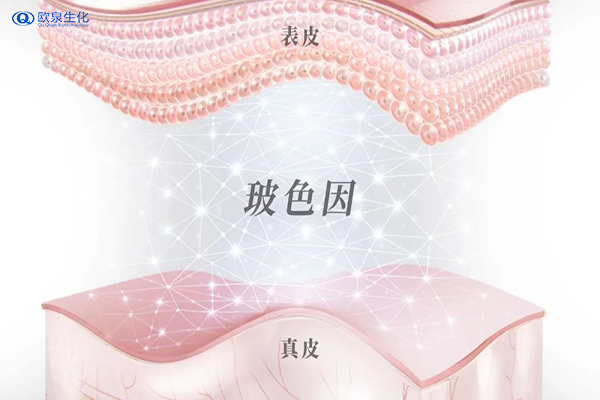 网红成分“神经酰胺”你知道多少-欧泉生化