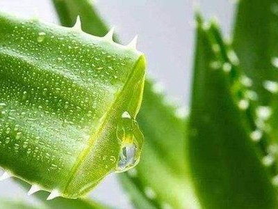 欧泉教你辨别芦荟胶好坏