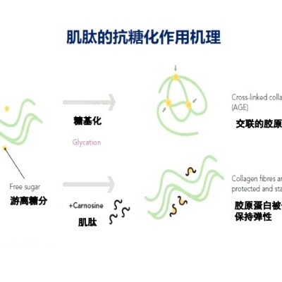 肌肽护肤品代加工，皮肤健康新奥秘！